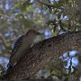 Les oiseaux ont  réjoui mon coeur d'amateure de nature et en particulier d'ornithologie.